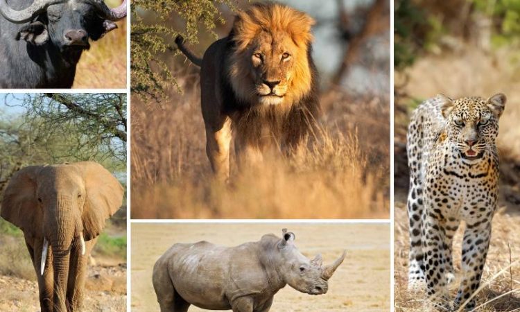 Big-5-Safari rove adventures africa