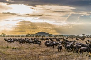 Serengeti Migration