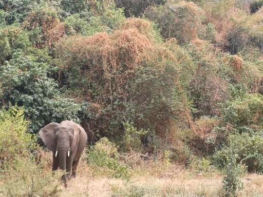 Elephant