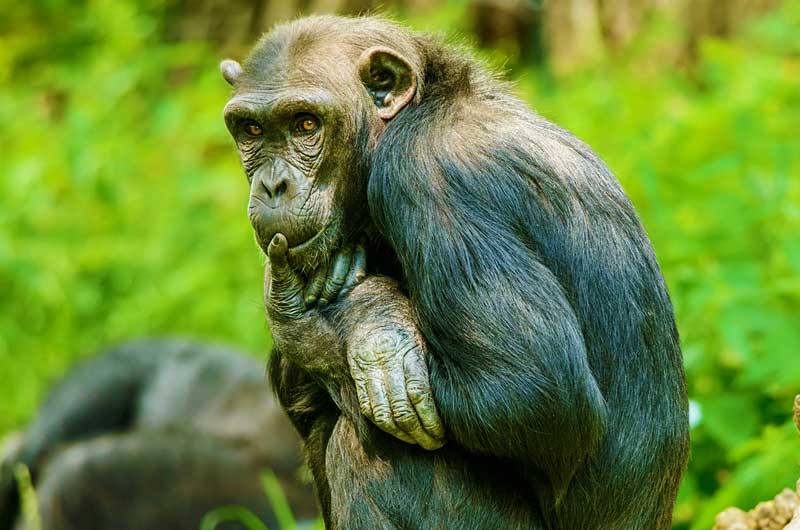 Gombe-National-Park Rove Adventures Africa