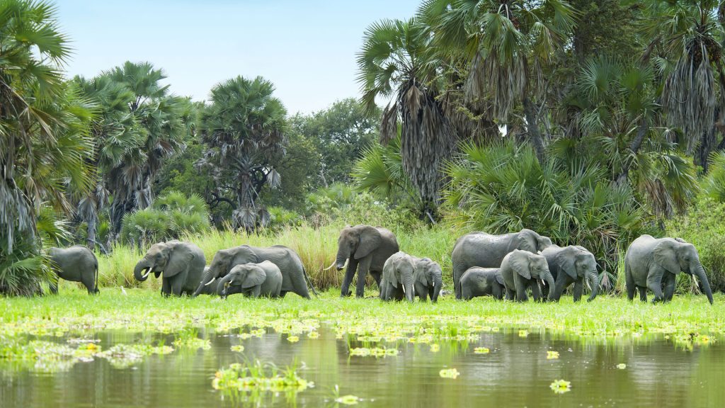 Selous Game Reserve Rove Adventures Africa