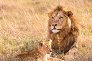 Serengeti