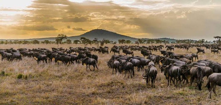 serengeti-migration-rove adventures africa (1)